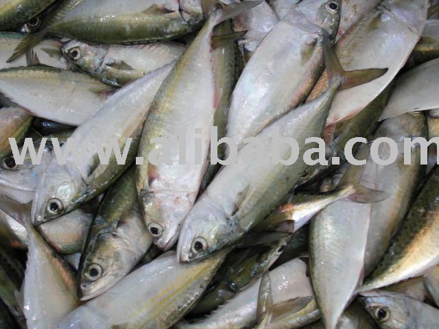 Frozen Indian Mackerel