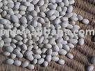 cashew nut,betel nut peanut  white kidnly beans
