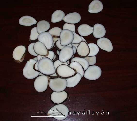 Tagua Slices