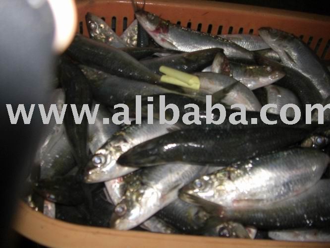 frozen sardines