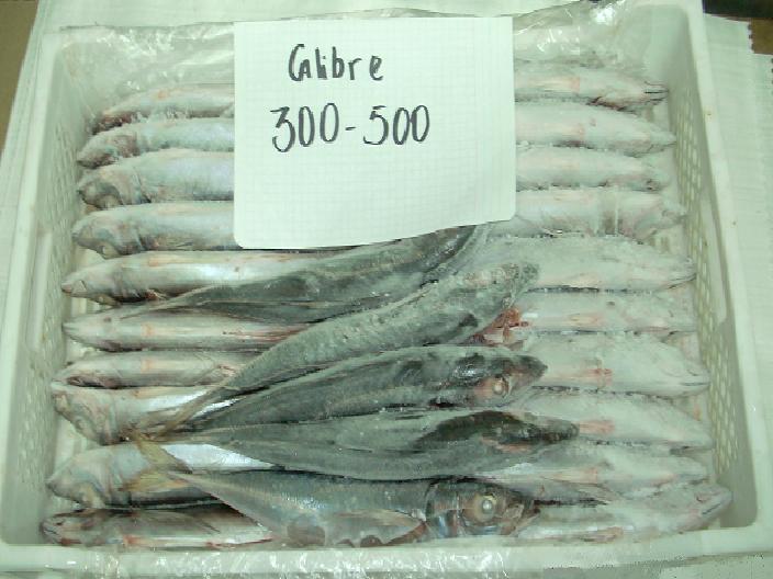 Mackerel