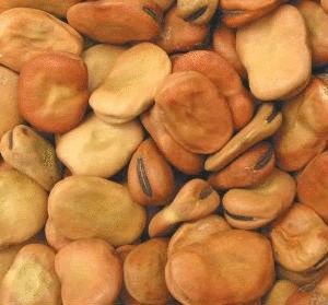 Fava Beans