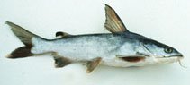 Spotted Catfish