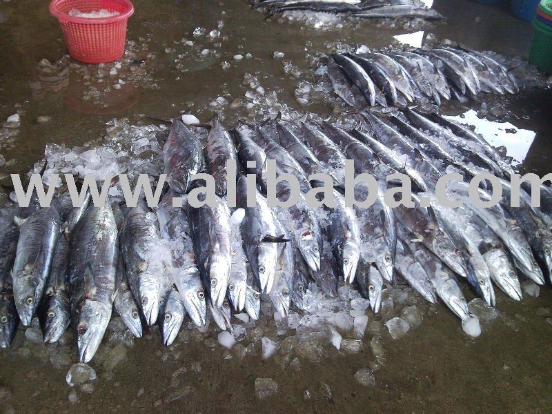 King Mackerel