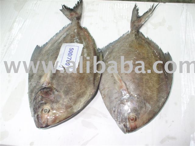 Black Pomfret Frozen - 20 KG IQF / IWP 100 %  net  weight