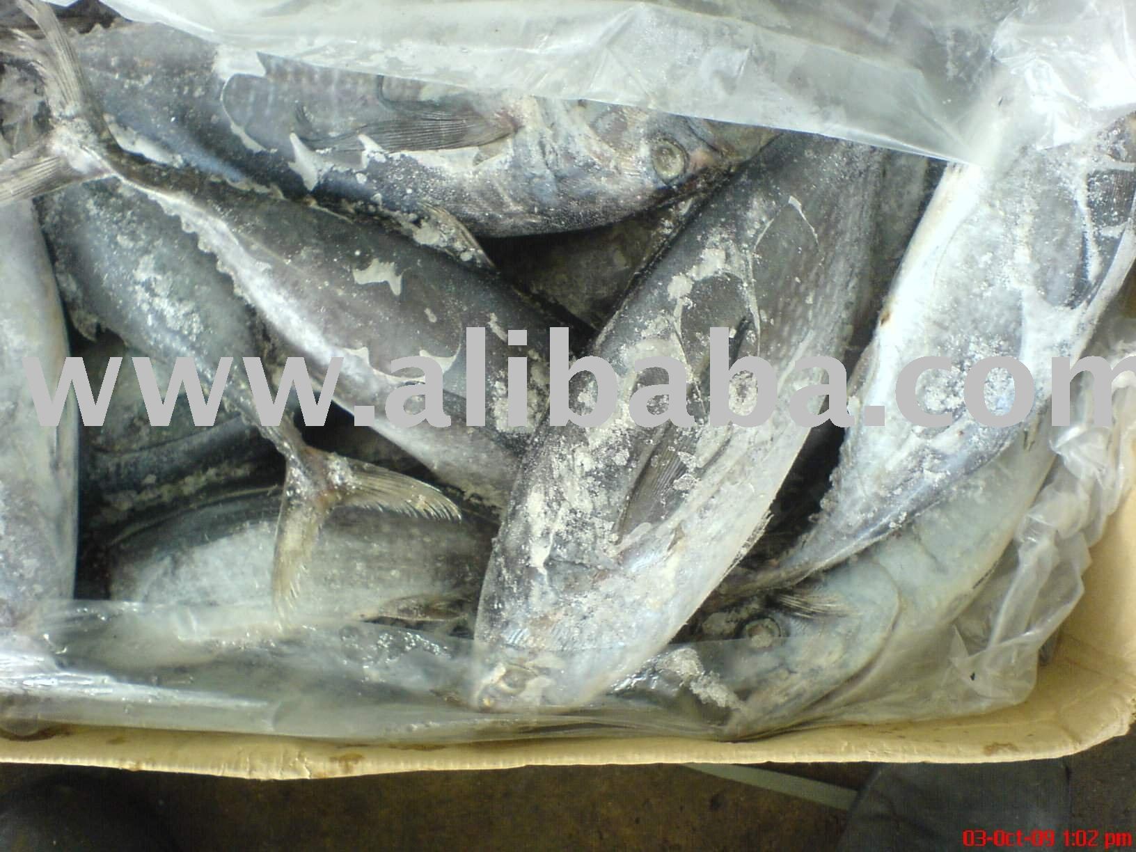 Frozen Albacore Tuna Whole Round