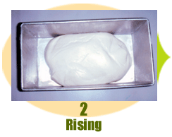 Fresh  Frozen   Bread   Dough 