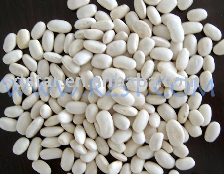  middle   white   kidney   bean 