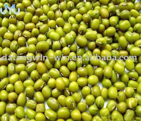 High quality mung bean