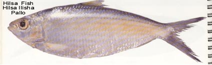 Hilsa Fish