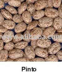 Pinto Bean