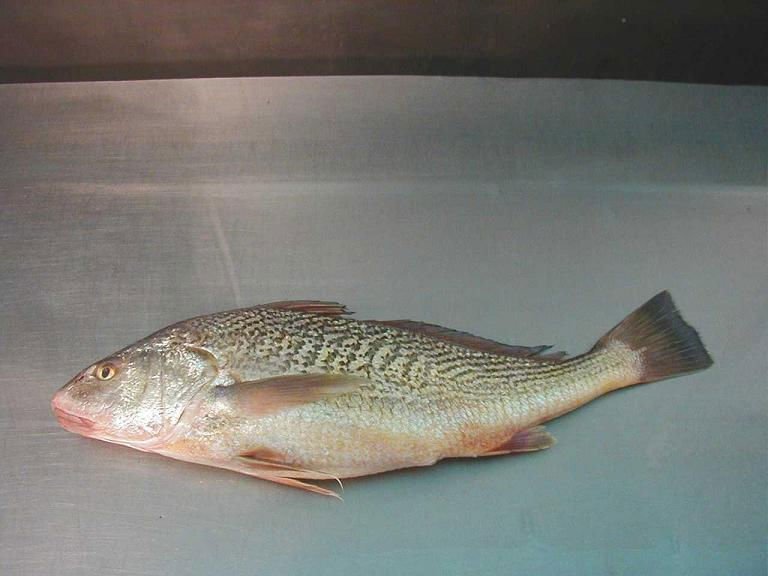YELLOW CROAKER WHOLE ROUND