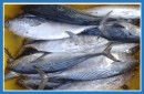 FROZEN EASTERN LITTLE TUNA WHOLE ROUND