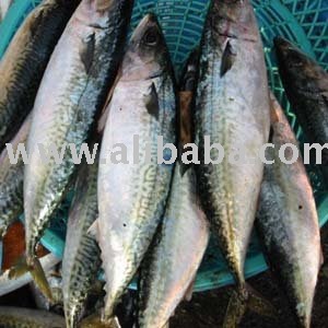 Mackerel Frozen Fish