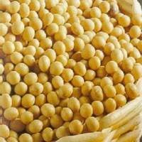 Soybeans NON GMO.