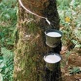 natural rubber