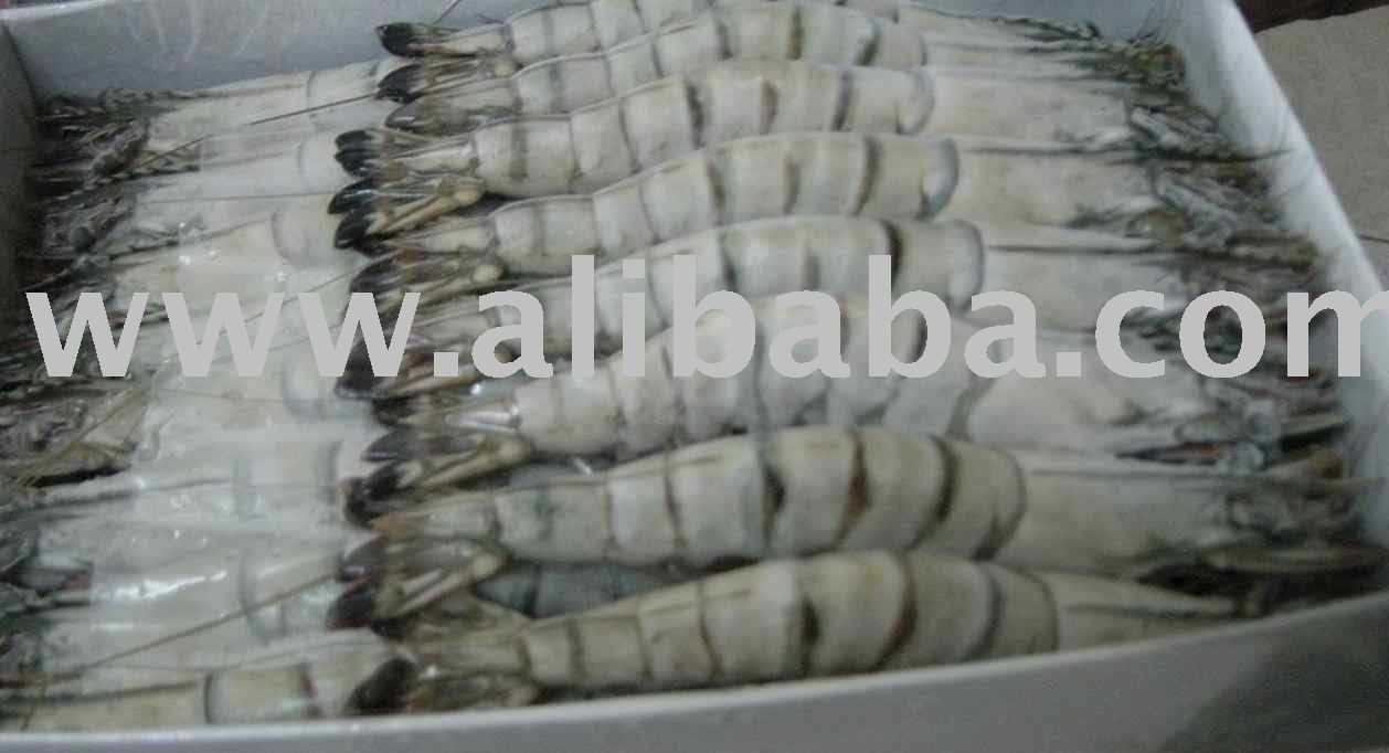 Black Tiger Shrimp