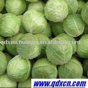 fresh round cabbage
