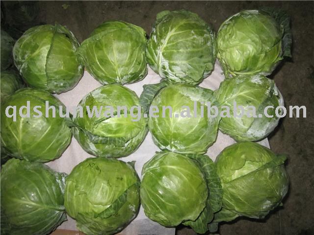 2011 chinese fresh round cabbage