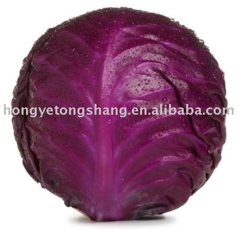 Supply Chinese Sweet Cabbage