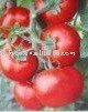 Fresh Tomato