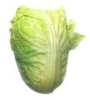 sell chinese fresh Cabbage