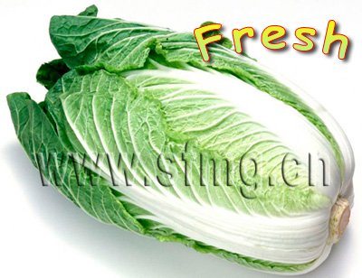 Chinese fresh cabbage