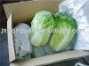 2010 fresh Cabbage