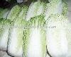 Fresh Cabbage