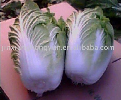 Chinese cabbage