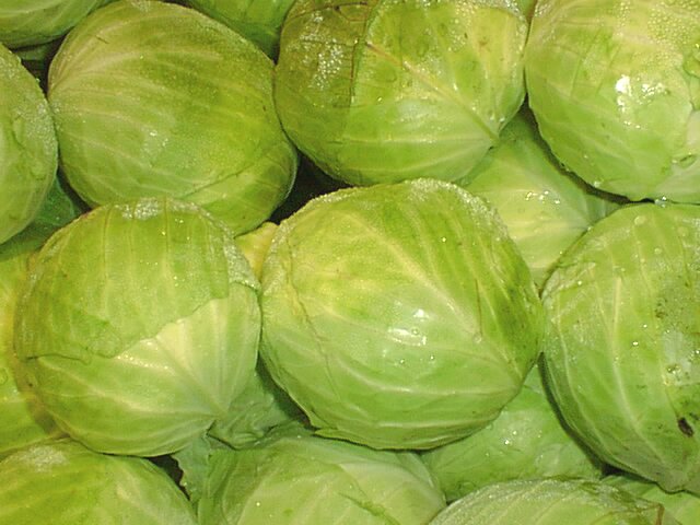 FRESH QUALITY CABBAGE FOR EXPORTATION
