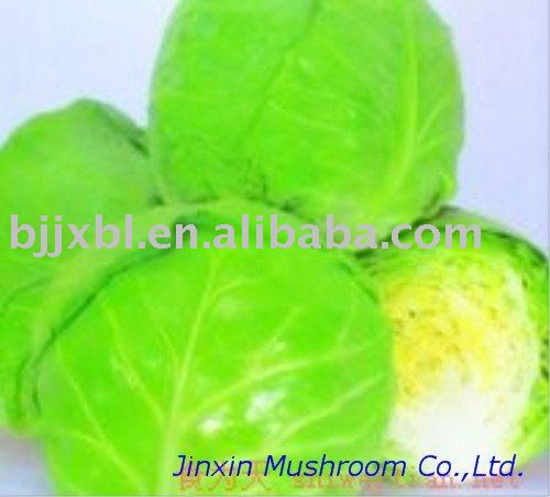 Fresh Cabbage