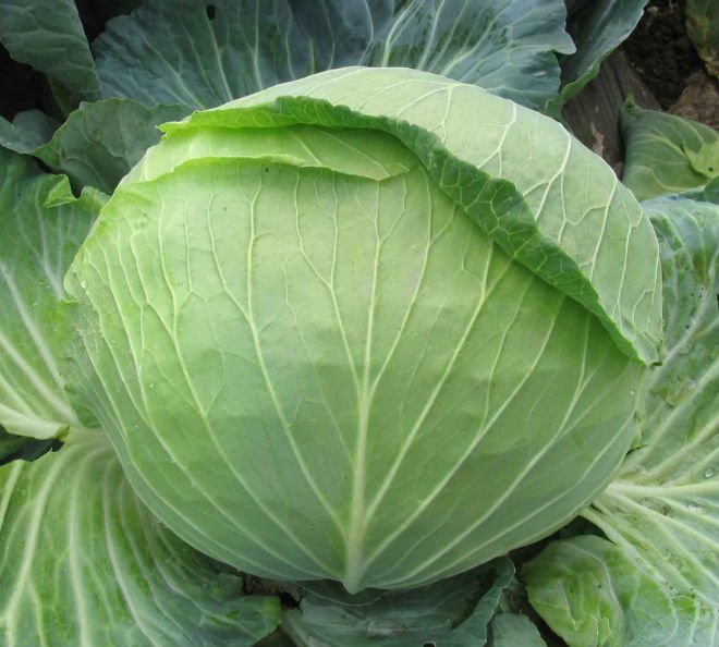 Fresh Cabbage