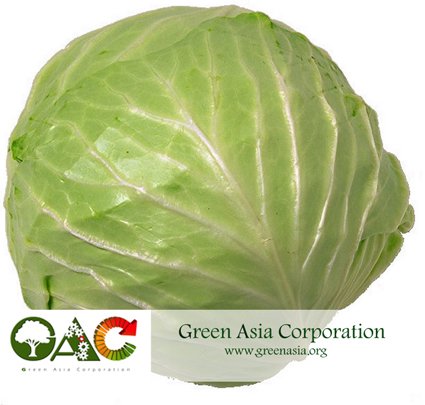 Fresh Cabbage