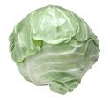 Domestic Cabbage