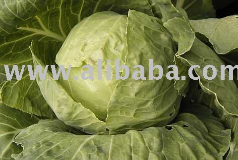 Fresh Cabbage