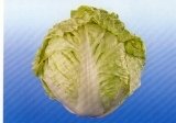 (1105)F1 Hybrid Chinese Cabbage