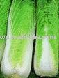 Napa Cabbage