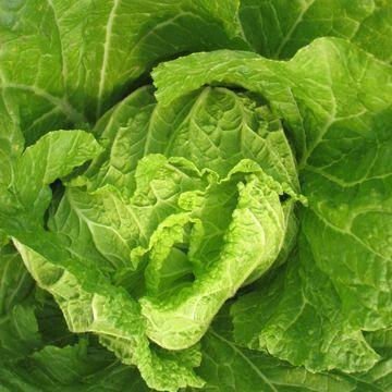 Fresh Cabbage, No Insect Pest