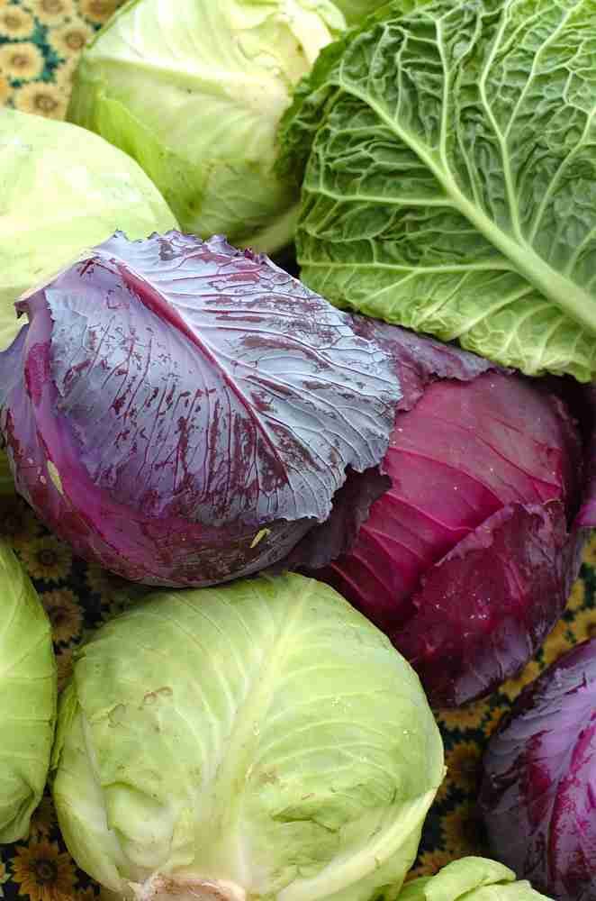 We have Kale Italian Nero-Toscanna org Heirloom Vegetable Seeds and a variety of orthers