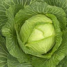 CABBAGE
