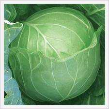 Best Quality Fresh Cabbage for sale