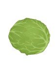 Green  cabbage