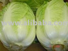 Fresh Cabbages