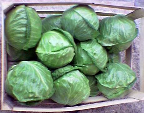 Cabbage