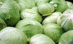 Cabbage