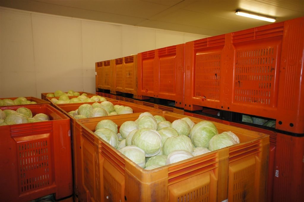 CABBAGE