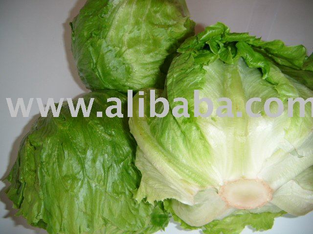 Iceberg Lettuce