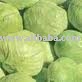 FRESH CABBAGES