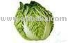 Napa cabbage